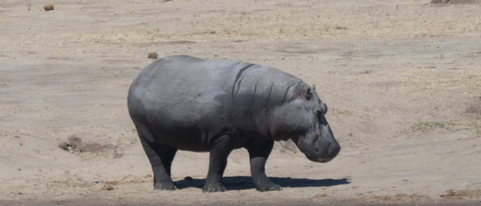 Machaba Zimbabwe Hwange Verneys Camp Hippo Sightings November 2019 Machaba Zimbabwe Hwange Verneys Camp Hippo Sightings November 2019
