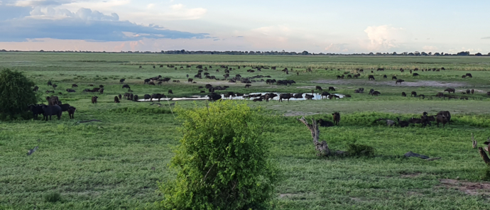 Machaba Botswana Chobe Ngoma Sighting January 2020 Buffalo Machaba Botswana Chobe Ngoma Sighting January 2020 Buffalo