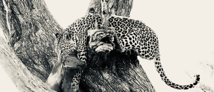 Machaba Botswana Okavango Delta Machaba Camp Sightings February 2020 Leopard Machaba Botswana Okavango Delta Machaba Camp Sightings February 2020 Leopard