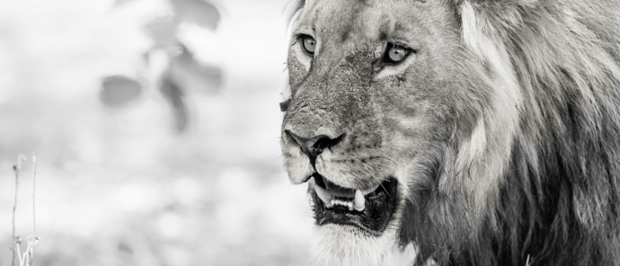 Botswana Okavango Delta Machaba Camp Sightings July 2021 Lion Body Botswana Okavango Delta Machaba Camp Sightings July 2021 Lion Body