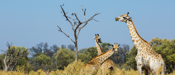 Botswana Machaba Camp Giraffes Botswana Machaba Camp Giraffes
