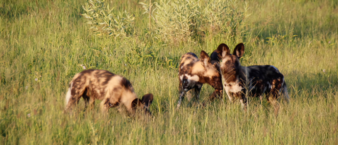 Machaba Kiri Camp Wild Dogs
