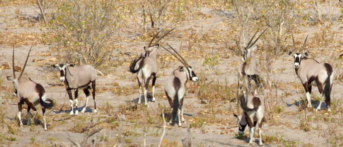 Verneys Sightings September 2024 Gemsbok Verneys Sightings September 2024 Gemsbok