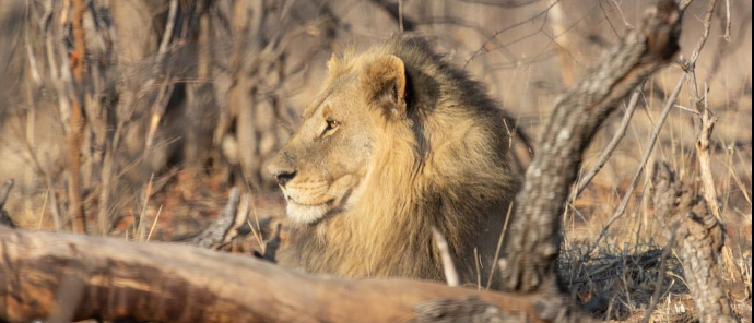 Zimbabwe Hwange Deteema Sightings September 2024 Lion Zimbabwe Hwange Deteema Sightings September 2024 Lion