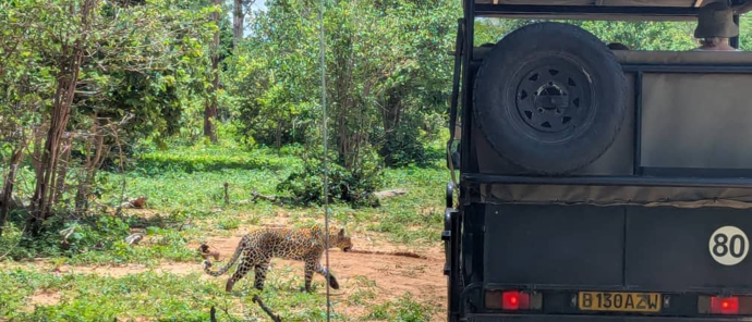 Machaba Ngoma Wildlife Sightings December 2024 Manyando Leopard Machaba Ngoma Wildlife Sightings December 2024 Manyando Leopard