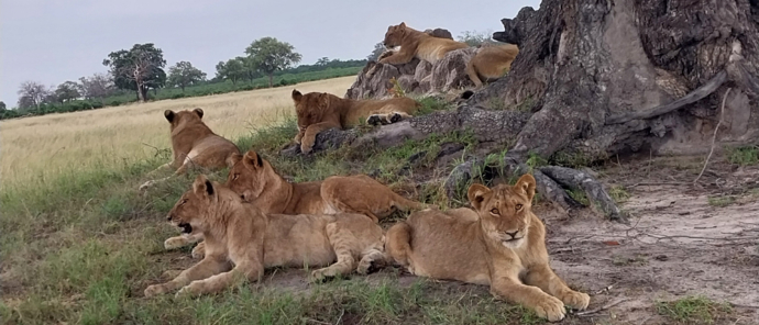 Machaba Verneys Camp Wildlife Sightings April 2025 Resting Lionesses Under A Tree Machaba Verneys Camp Wildlife Sightings April 2025 Resting Lionesses Under A Tree