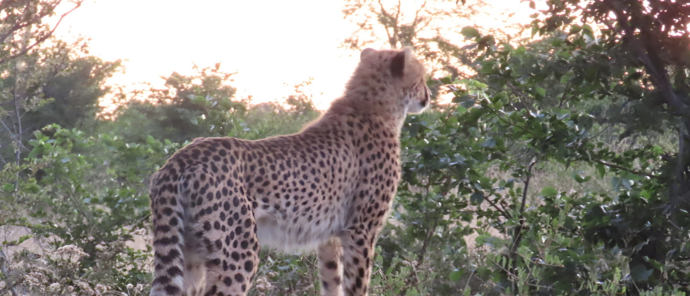 Machaba Kiri Camp Wildlife Sightings June 2025 Cheetah Survaying The Bush Machaba Kiri Camp Wildlife Sightings June 2025 Cheetah Survaying The Bush