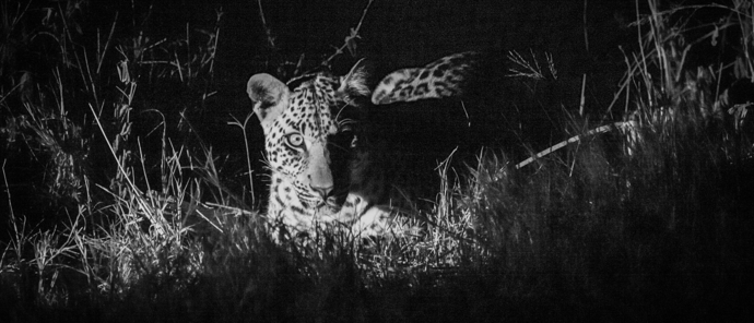 Machaba Gomoti Plains Camp Wildlife Sightings July 2025 Night Safari Leopard Spotting Machaba Gomoti Plains Camp Wildlife Sightings July 2025 Night Safari Leopard Spotting
