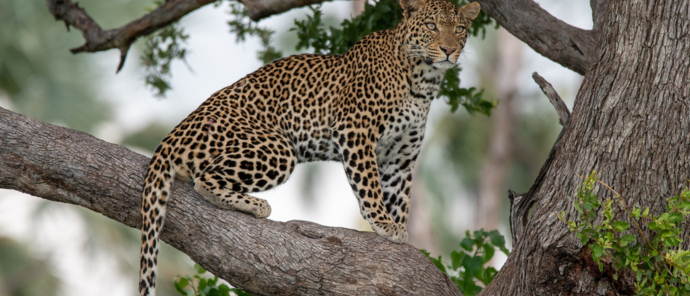 Machaba Gomoti Plains Camp Wildlife Sightings July 2025 Leopard In A Tree Machaba Gomoti Plains Camp Wildlife Sightings July 2025 Leopard In A Tree