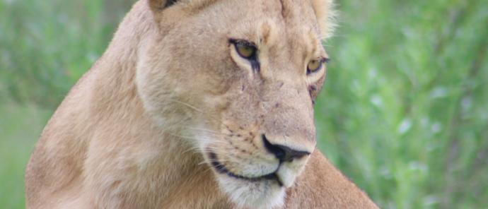 Machaba Gomoti Plains Camp Wildlife Sightings December 2025 Lioness In The Okavango