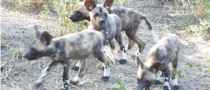 Machaba Mana River Camp Wildlife Sightings July 2026 Painted Wild Dog Pups