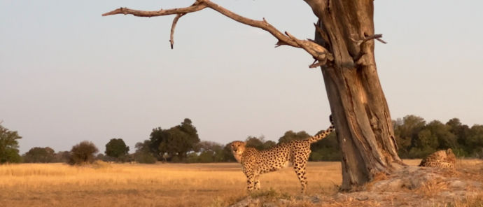 Machaba Safaris Okavango Delta Kiri Camp Wildlife Sightings Cheetah Machaba Safaris Okavango Delta Kiri Camp Wildlife Sightings Cheetah