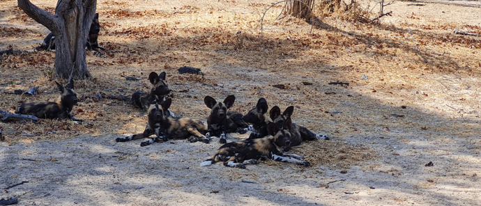 Machab Safaris Ingwe Pan Camp Wild Dogs Machab Safaris Ingwe Pan Camp Wild Dogs