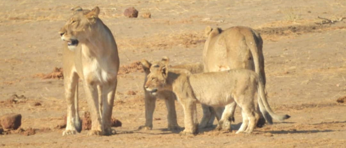 Lion Cubs Verneys Camp.jpg Lion Cubs Verneys Camp.jpg