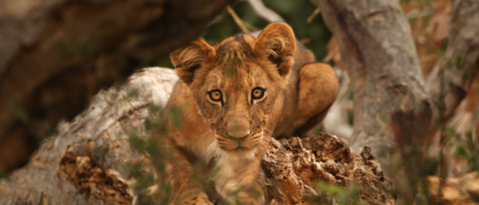 Machaba Safaris Kiri Camp Lion Cub Machaba Safaris Kiri Camp Lion Cub