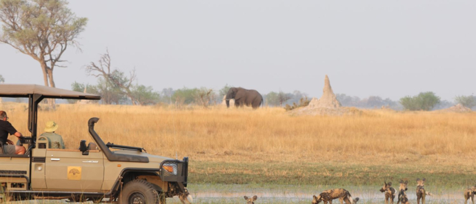 Watching wild dog on safri in the Okanvago Delta