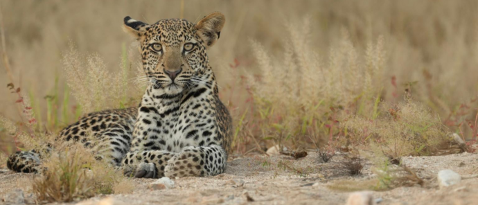 Machaba Mana River Camp Wildlife Sightings May 2026 Leopard Laying On The Plains