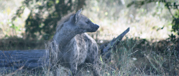 Machaba Ngoma Safari Lodge Wildlife Sightings May 2026 Hyena In Botswana 