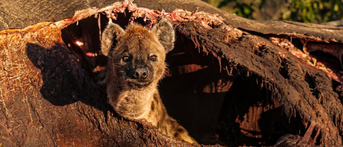 Machaba Camp Wildlife Sightings August 2026 Hyena Feeding Inside A Elephant