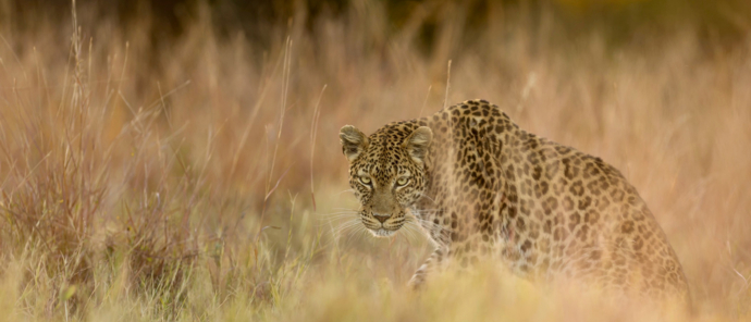 Machaba Botswana Okavango Delta Machaba Camp Leopard Machaba Botswana Okavango Delta Machaba Camp Leopard