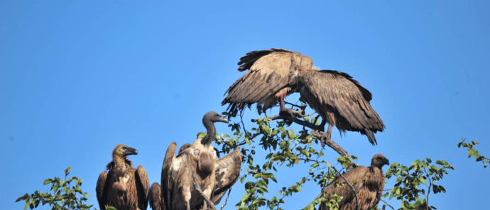 white backed vulture white backed vulture