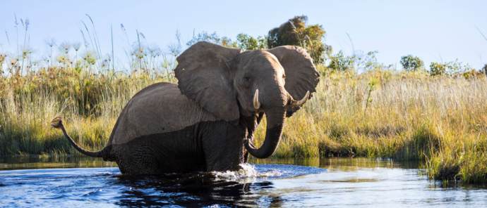Machaba Monichira Camp Okavango Elephant Machaba Monichira Camp Okavango Elephant