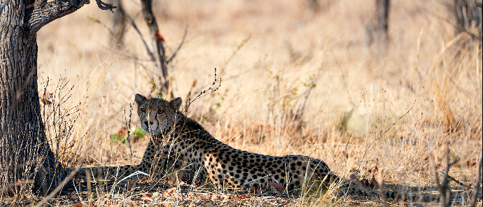Zimbabwe Hwange Deteema Sightings September 2024 Cheetah Zimbabwe Hwange Deteema Sightings September 2024 Cheetah
