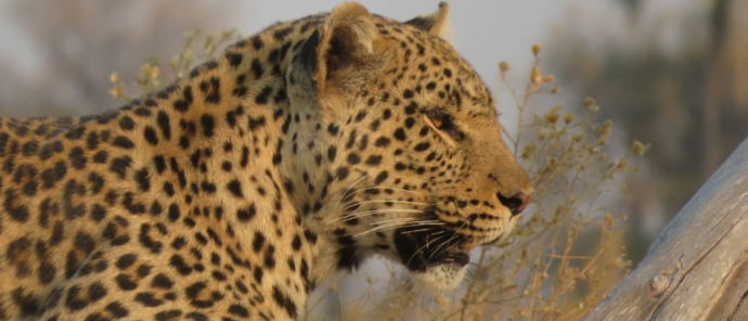 Machaba Kiri Camp Wildlife Sightings May 2025 Beautiful Leopard Spotted Near Camp