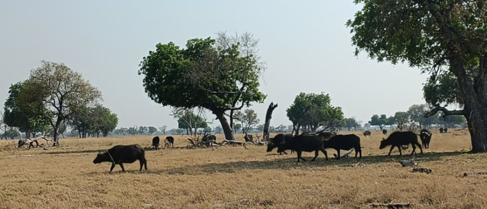 Machaba Monachira Camp Wildlife Sightings September 2025 Bauffalos On The Plains Machaba Monachira Camp Wildlife Sightings September 2025 Bauffalos On The Plains