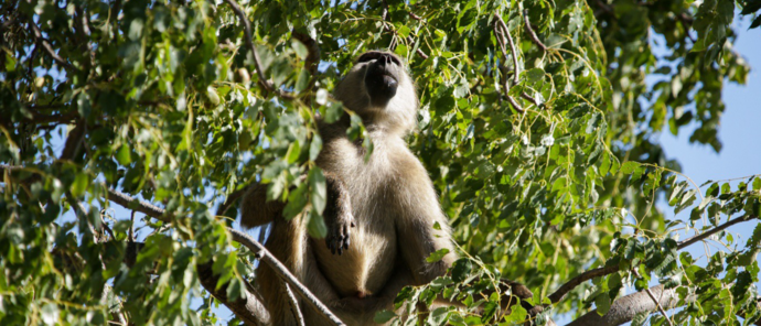 Machaba Kiri Camp Wildlife Sightings February 2026 Baboon In Marula Tree