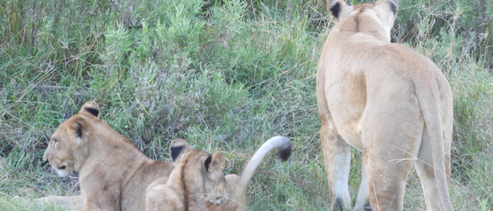 Machaba Kiri Camp Wildlife Sightings April 2026 Lionesses And Cubs