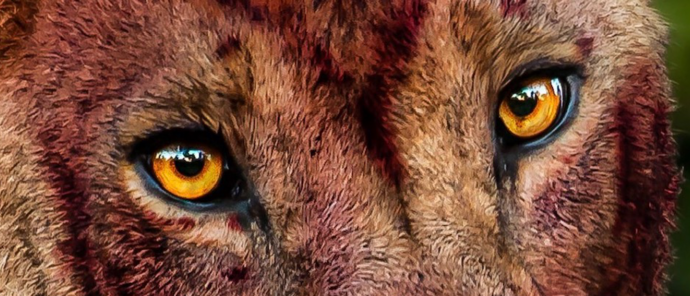 Machaba Machaba Camp Wildlife Sightings June 2026 Lioness Covered In Blood