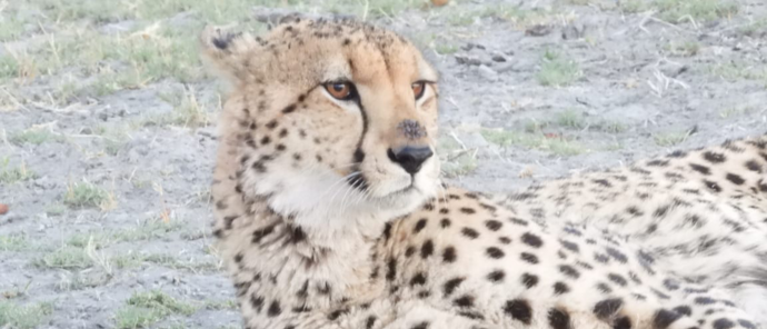 Machaba Kiri Camp Wildlife Sightings August 2026 Cheetah In The Okavango
