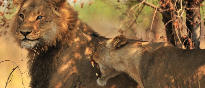 Machaba Safaris Zimbabwe Hwange Deteema Springs Sightings Lion Lioness Machaba Safaris Zimbabwe Hwange Deteema Springs Sightings Lion Lioness