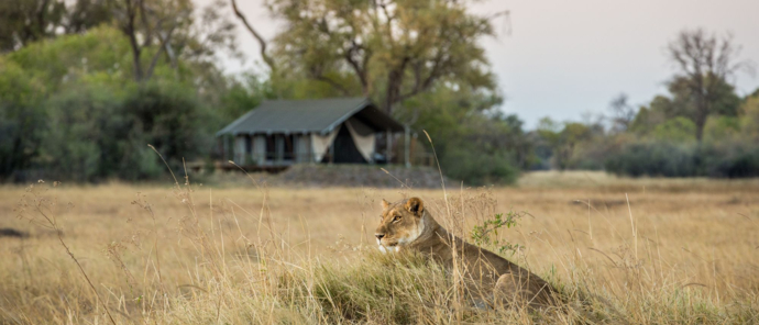 Machaba Guide Feature Lion Machaba Guide Feature Lion