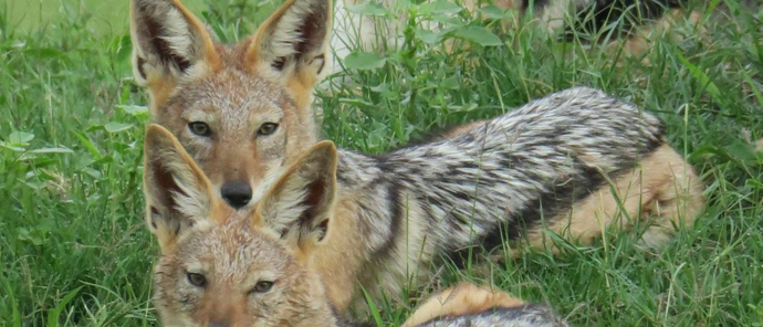 Botswana Gomoti Camp Jackal Botswana Gomoti Camp Jackal