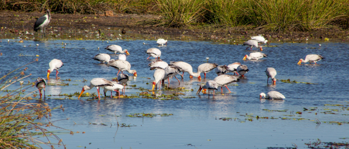 Botswana Gomoti Camp Spoonbills Botswana Gomoti Camp Spoonbills