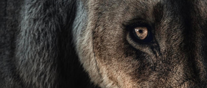 Machaba Camp Wildlife Sightings January 2025 Lion Eye Machaba Camp Wildlife Sightings January 2025 Lion Eye
