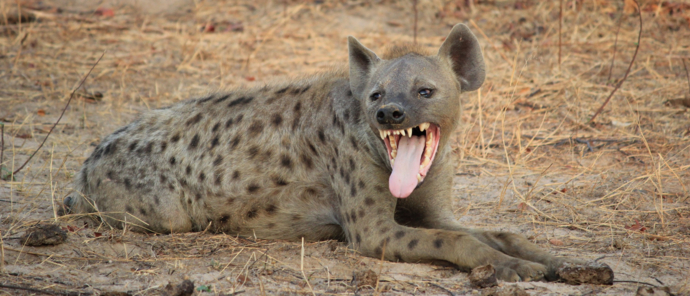 Machaba Verneys Camp Wildlife Sightings June 2025 Hyena Yelling Machaba Verneys Camp Wildlife Sightings June 2025 Hyena Yelling