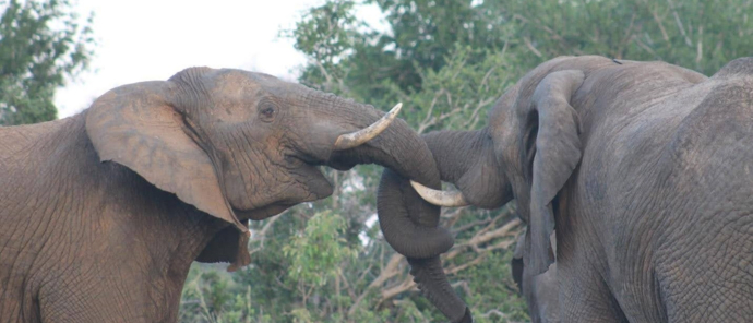 Machaba Deteema Springs Camp Wildlife Sightings June 2025 Elephants Before They Mate Machaba Deteema Springs Camp Wildlife Sightings June 2025 Elephants Before They Mate