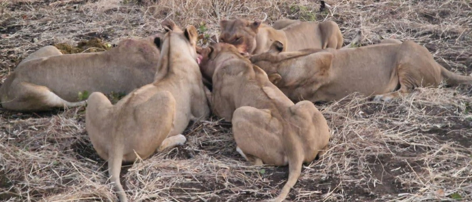 Machaba Deteema Springs Camp Wildlife Sightings July 2025 Lionesses Feeding On Buffalo Machaba Deteema Springs Camp Wildlife Sightings July 2025 Lionesses Feeding On Buffalo
