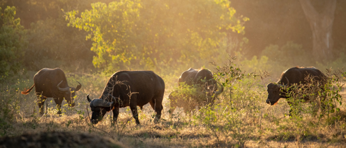 Machaba Ingwe Pan Camp Wildlife Sightings August 2025 Buffalos At Mana Pools Machaba Ingwe Pan Camp Wildlife Sightings August 2025 Buffalos At Mana Pools