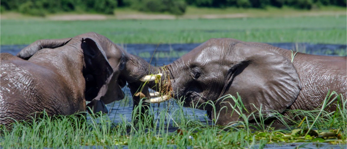 Machaba Chobe National Park Elephants Standing In The River Machaba Chobe National Park Elephants Standing In The River
