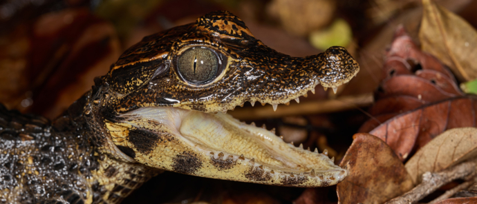 NDOGO LAGOON EXPLORATIONS Dwarf Crocodile