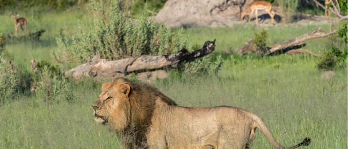 Machaba Kiri Camp Wildlife Sightings January 2026 Male Lion Marking Territory