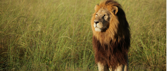 Machaba Monachira Camp Wildlife Sightings February 2026 Male Lion In Tall Grass