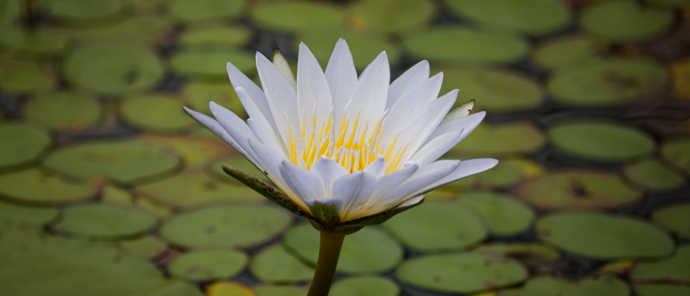 Botswana Monachira The Beauty Of Nature Waterlily
