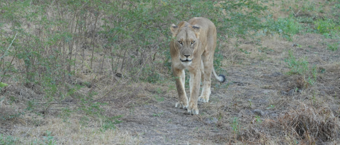 Machaba Mana River Camp Wildlife Sightings May 2026 Lioness In Mana Pools National Park
