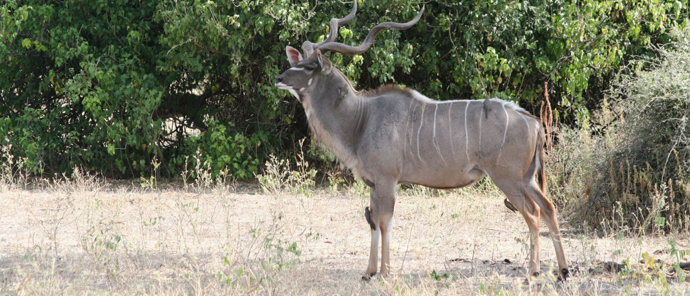Botswana Ngoma Safari Lodge Kudu Botswana Ngoma Safari Lodge Kudu