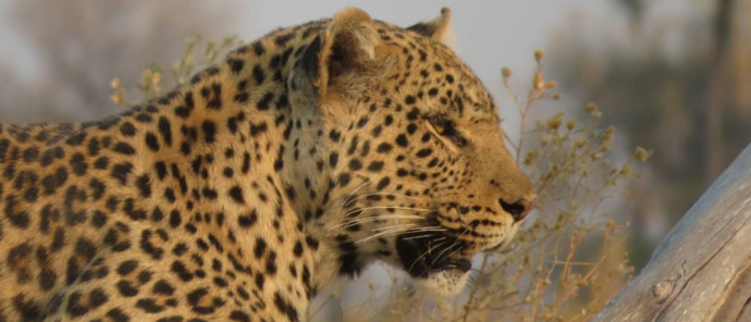 Machaba Gomoti Verneys Camp November Sightings Leopard On The Plains Machaba Gomoti Verneys Camp November Sightings Leopard On The Plains